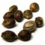 Семена марихуаны АК-47  (Seeds AK-47) в Карабаше